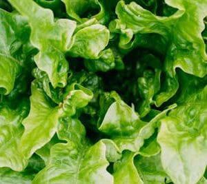 Romaine Lettuce