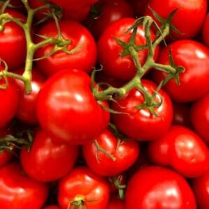 Tomatoes on Vine 1kg